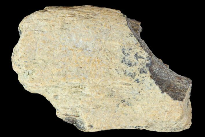 Achelousaurus Bone Fragment - Montana #103154
